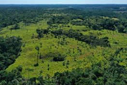 Restoring Degraded Forests: An Underappreciated Climate Solution 